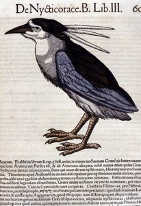 Der Nachtreiher in Historia Animalium von Conrad Gesner (1516 - 1565), Tiguri