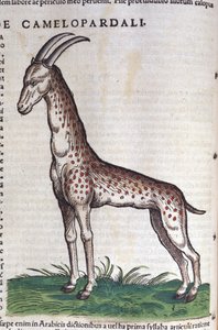 Die Giraffe. in Historia Animalium von Conrad Gesner (1516 - 1565)