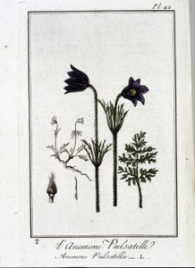 Die Küchenschelle (Anemone pulsatilla) - in „Übungen der Botanik für Händler“, verfasst von J.C. Philibert, Druckerei Crapelet, Paris von Unknown artist