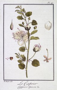 Der Kapernstrauch (Capparis Spinosa) - in „Übungen der Botanik für Händler“, verfasst von J.C. Philibert, Druckerei von Crapelet, Paris