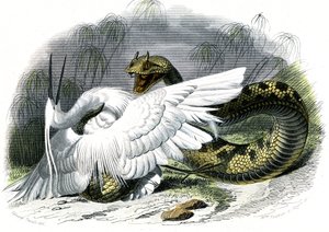 Die Hornviper (Vipera cerastes) - Tafel aus Naturgeschichte von Bernard Germain de Lacepede (1856-1925), Ausgabe P.Furme, Paris
