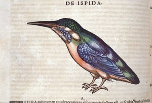 Der Bienenfresser in Historia Animalium von Conrad Gesner (1516 - 1565), Tiguri