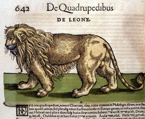 Löwe nach der Historia Animalium von Conrad Gesner, Tiguri 1560. Biblioteca nazionale Braidense. Mailand von Unknown artist
