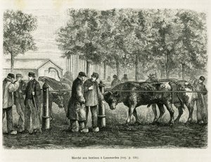 Viehtrieb in Leeuwarden (Niederlande). Gravur zur Illustration der Geschichte La Frise, basierend auf einem Bericht einer niederländischen Zeitung, in Le Tour du monde 1886, herausgegeben von Edouard Charton (1807-1890), Hachette, Paris.
