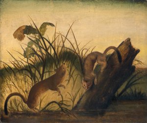 Langschwanzwiesel von Unknown Artist