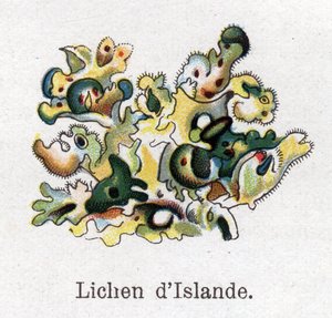 Medizinische und essbare botanische Pflanzen: Isländisches Moos. Gravur in „Die natürliche Medikation“ von Friedrich Eduard Bilz (1842-1922) von Unknown artist