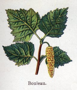 Medizinische und essbare botanische Pflanzen: Birke. Gravur in „La medication naturelle“ von Friedrich Eduard Bilz (1842-1922)