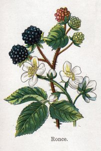 Medizinische und essbare botanische Pflanzen: Brombeere. Gravur in "La medication naturelle" von Friedrich Eduard Bilz (1842-1922) von Unknown artist