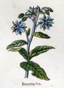 Medizinische und essbare botanische Pflanzen: Preiselbeere. Gravur in „Die natürliche Medikation“ von Friedrich Eduard Bilz (1842-1922) von Unknown artist