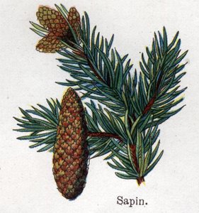 Medizinische und essbare botanische Pflanzen: Tanne. Gravur in „La medication naturelle“ von Friedrich Eduard Bilz (1842-1922)
