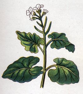 Medizinische und essbare botanische Pflanzen: Kraut mit Sängern. Gravur in „La medication naturelle“ von Friedrich Eduard Bilz (1842-1922) von Unknown artist