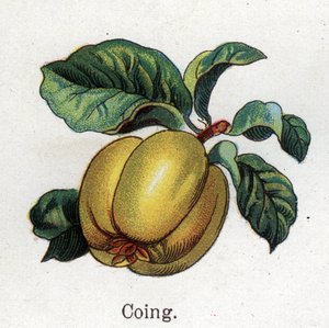 Medizinische und essbare botanische Pflanzen: Quitte. Gravur in „Die natürliche Medikation“ von Friedrich Eduard Bilz (1842-1922) von Unknown artist