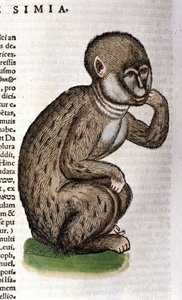 Affe nach der Historia Animalium von Conrad Gesner, Tiguri 1560. Biblioteca nazionale Braidense. Mailand von Unknown artist