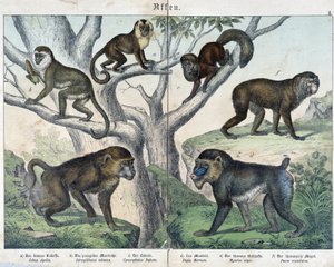 Affen: Affen... - in „Naturgeschichten der Säugetiere“, ed. Schreiber