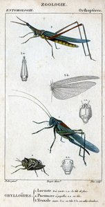 Naturgeschichtstafel. Entomologie. Familie der Orthopteren. Grylloides: 1. Sehr grüne Heuschrecke. 1.a. der vordere Kopf; 2. Pneumore hat Geschmacksknospen; 2.a. sein Kopf; 3. Nasu truxal; 3.a. Kopf; 3.b. ausgebreitete Flügel