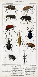 Naturgeschichtstafel. Entomologie. Familie der Käfer. Nashornkäfer: 1. Erbsenbruche; 2. Beemare Curculionoid; 3. Anthribe mit großem Schnabel; 4. Stacheliger Brachycere; 5. Attelabra des Haselstrauchs; 6. Pomone Oxystoma; 7. Lebender Charanson; 8. Erlen-Or