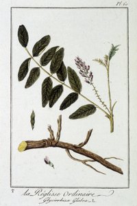 Gewöhnliche Süßholzwurzel (Glycyrrhiza glabra) - in „Übungen der Botanik für Kaufleute“, verfasst von J.C. Philibert, Druckerei Crapelet, Paris