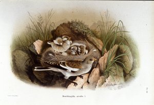 Ornithologie: eine Alpenbraunelle in der Nähe des Nestes ihrer Jungen von Unknown artist
