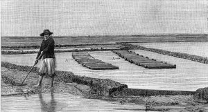 Austernzucht - die Kultivierung von Austern im Becken von Arcachon (1894): Gesamtansicht eines Austernparks. A, A: Ambulanzen oder austernfreundliche Kisten. (Nach einer Fotografie). Gravur in „La Nature: revue des sciences et de leurs applications aux art