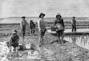 Austernzucht im Becken von Arcachon (1894): Austernzüchter (von einem Foto). Gravur in „La Nature: revue des sciences et de leurs applications aux arts et a l
