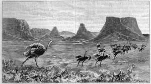 Freilaufender Strauß in Südafrika. Gravur von 1895 nach einer Zeichnung von Lichtenstein aus dem Jahr 1804