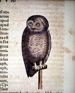Eule - aus Historiae animalium von Konrad Gesner, Tiguri von Unknown artist