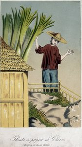 Papierpflanze, China von Unknown artist