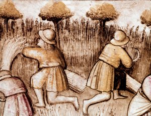Bauern mähen Getreide Miniatur aus Codex 212 (oder Padovano Codice oder Bibel von Padua) 1390-1400 Rovigo, Accademia dei Concordi