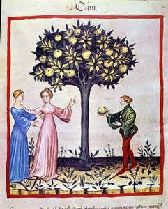 Zitronenpflücken, Frucht des Zitronenbaums. Illumination aus der Milchwirtschaft der Medizin und Diätetik „Tacuinum sanitatis“