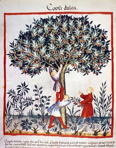 Kirschen pflücken. Illustration aus dem Buch der Medizin und Diätetik „Tacuinum sanitatis“