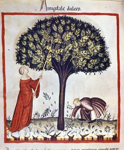Süße Mandeln pflücken. Illumination aus der Milchwirtschaft und Diätetik „Tacuinum sanitatis“