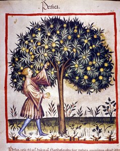 Fischen. Illumination aus dem Buch der Medizin und Diätetik „Tacuinum sanitatis“