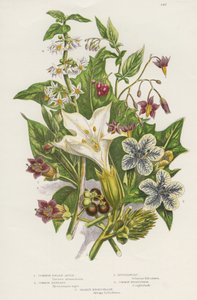 Giftige Pflanzen. Neben der giftigen Schwarzen oder Gemeinen Nachtschatten (Solanum nigrum) oben links und der Bittersüßen Nachtschatten (Solanum dulcamara) oben rechts gibt es die gefährlichere Tollkirsche (Atropa belladonna) unten links, die enthalten von Unknown artist