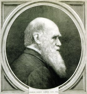 Porträt von Charles Darwin (1809 - 1882) von Unknown artist