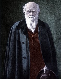 Porträt von Charles Darwin, britischer Naturforscher (1809 - 1882)