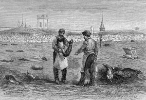 Kaninchenleichen, getötet durch das Cholera-Mikrobenexperiment von Mme Witwe Pommery in der Champagne. (Nach einem Foto von Herrn Trompette und Informationen von Herrn L. Pommery). Gravur in „La Nature: revue des sciences et de leurs applications aux ar