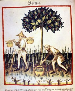Spargelernte. Illustration aus dem "Tacuinum sanitatis"