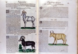 Darstellung von Schafen, Büffeln... - in Historia Animalium von Conrad Gesner (1516 - 1565), Tiguri