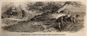 Reisanbau: Ernte im Oktober, die Stängel werden in Bündeln zusammengeführt. Gravur zur Illustration der Reise nach Japan in den Jahren 1863-1864, von Aime Humbert, Minister der Schweizerischen Eidgenossenschaft, in „Le tour du monde, nouveau journal des vo