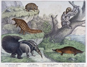 Nagetiere: Gürteltier, Faultier, Ameisenbär - in „Naturgeschichten der Säugetiere“, ed. Schreiber von Unknown artist