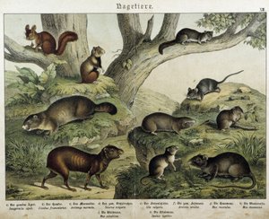 Nagetiere: Eichhörnchen... - in „Naturgeschichten der Säugetiere“, ed. Schreiber von Unknown artist