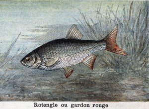 Rotengle oder Rotfeder Gravur von 1898