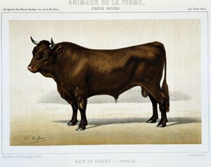 Salers-Rind - in „Farm Animals“ von Unknown artist