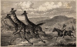 Samuel W. Baker jagt Giraffen in Zentralafrika in der Region des oberen Nils