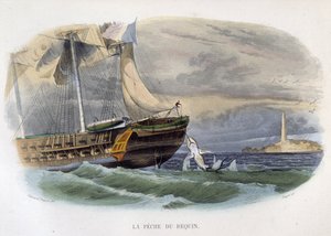 Haifischfang - in „Histoire naturelle de Lacepède“ von Unknown artist