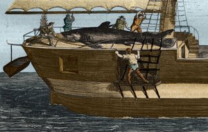 Haifischfang. Gravur von 1859 im „Museum der Wissenschaften“