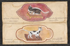 Siamkatzen von Unknown artist