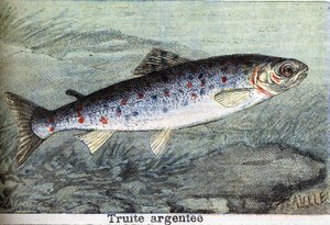 Silberforelle Gravur von 1898