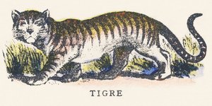 T: Tiger