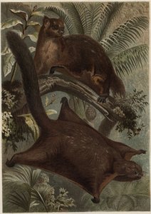 Taguan (Flughörnchen) - Gravur aus „Brehms Tierleben“ von Alfred Edmund Brehm